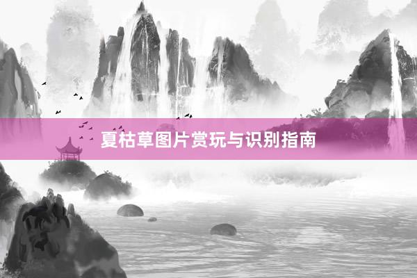 夏枯草图片赏玩与识别指南